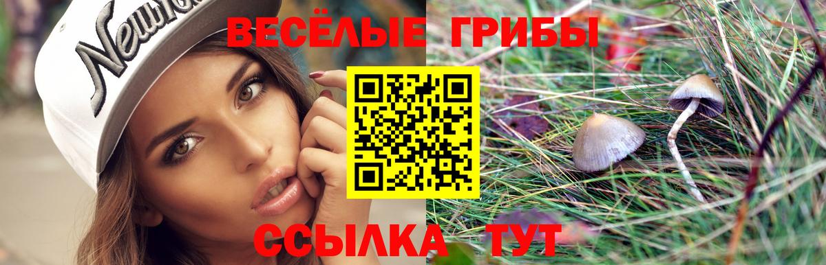 Галлюциногенные грибы Psilocybe Гатчина